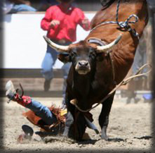 Tulsa Oklahoma animal attack attorney