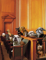 dog testimony